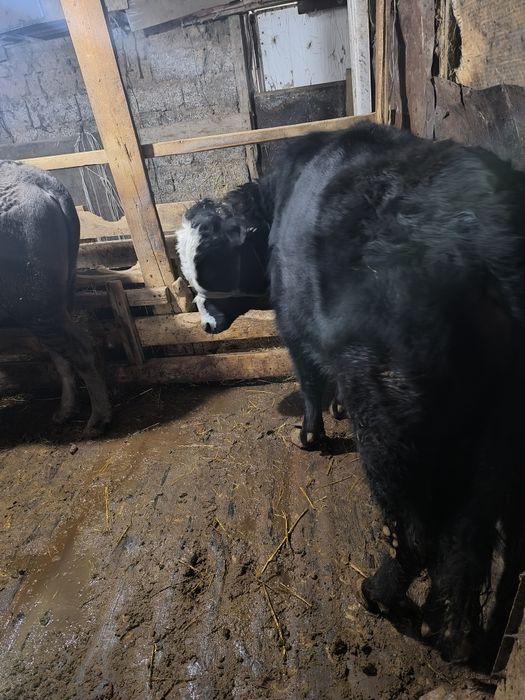 Продам бычков 5 шт