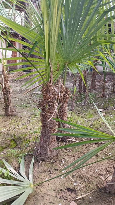 Gul palma oborip ekberamiz