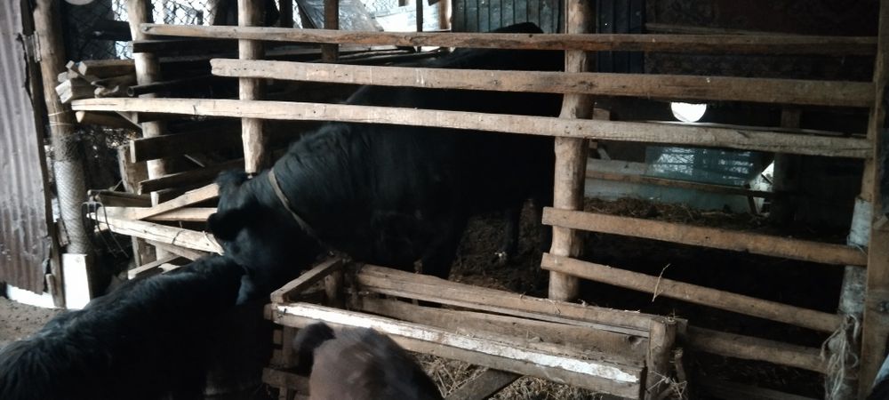 Бордақы қашарррр срочно