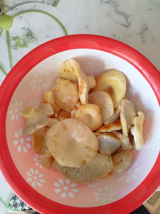 продам грибы грузди