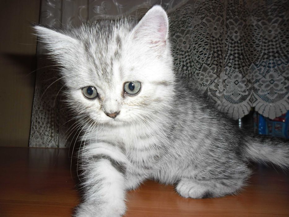 Британские котята.