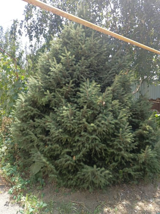 Ёлка очень красиввя