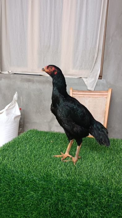 Dakan makyon sotiladi