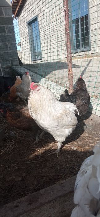 Продам красивого петуха