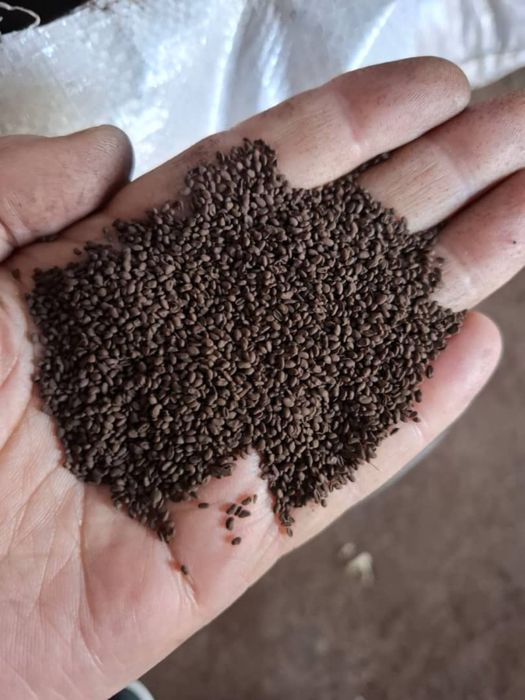 Жоңышқа ұрық (люцерна магниченная)