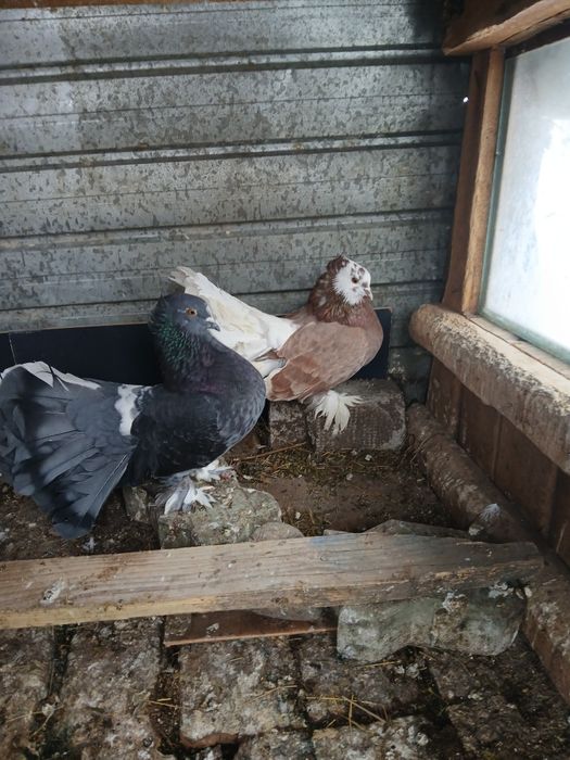 Vând pereche rotati indieni!