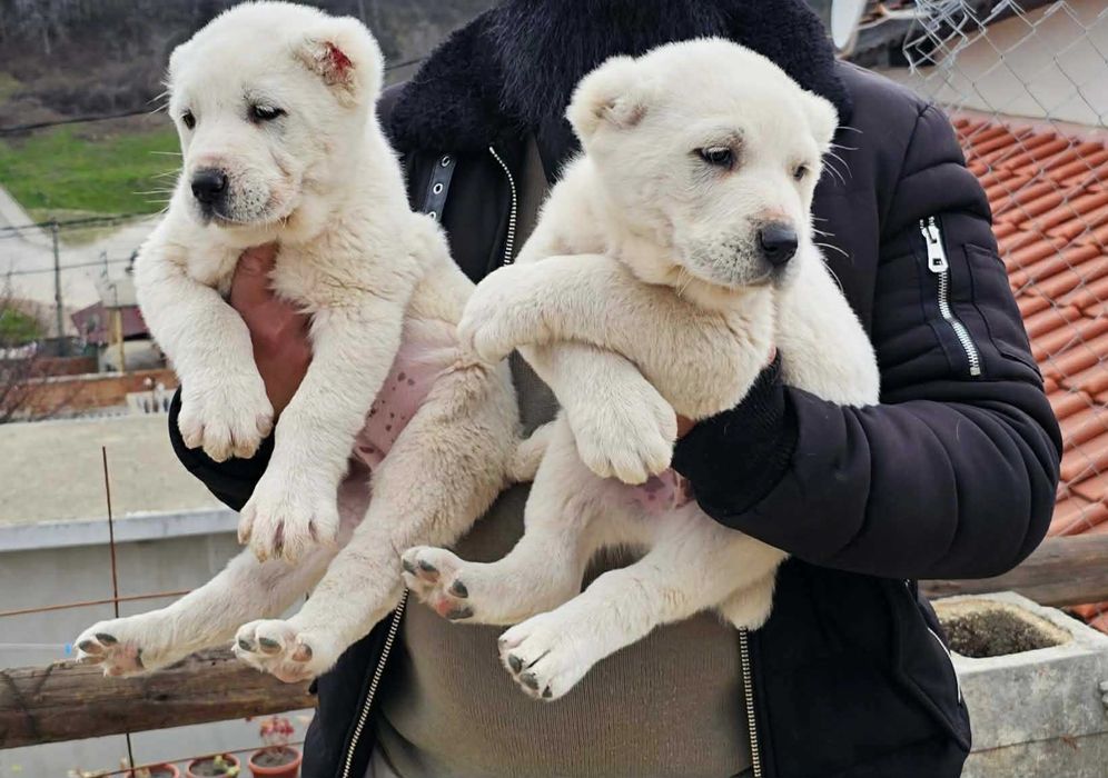 Кученца CAO Алабай