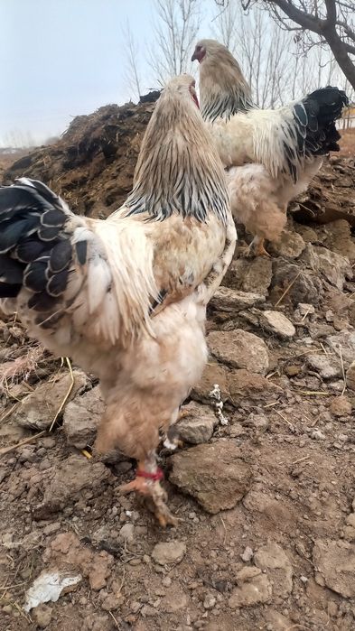 Тоза зотли Брама Хоразлар бор