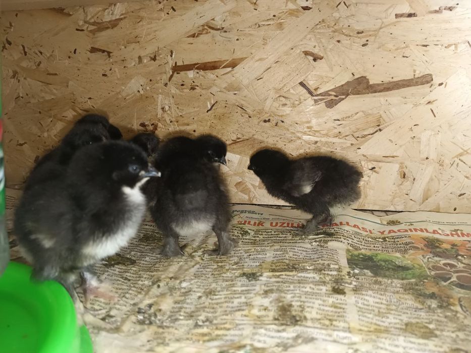 Жожаларга заказ оламиз
Цеплята на заказ