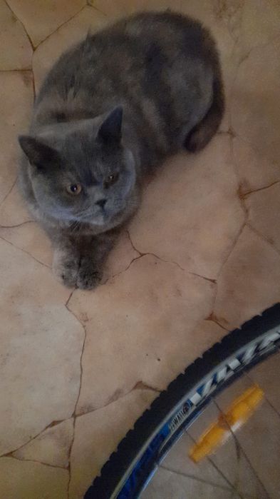 Британская колорпоинт серебрянная