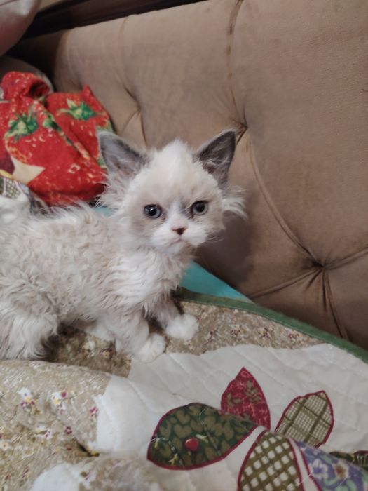 Селкирк Рекс кудрявые котята