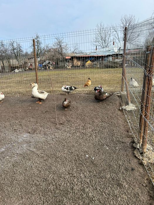 Vand rate ratoi urgent