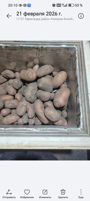 Домашний картофель, сорт Алладин, розовая