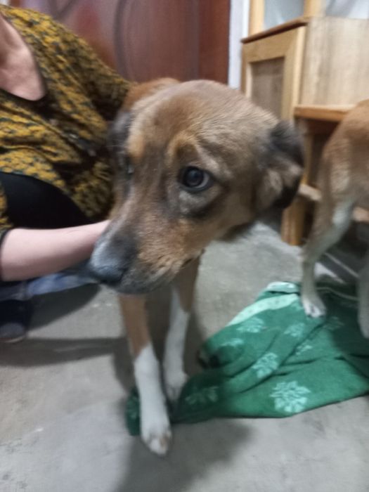 Отдам даром собаки