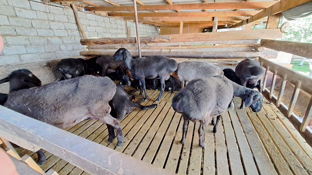 Кой сатылады.Семіз