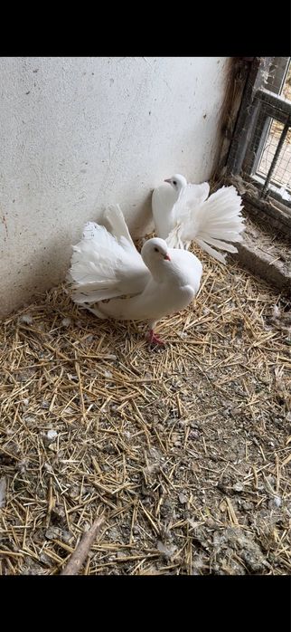 Голуби.  Белые павлины