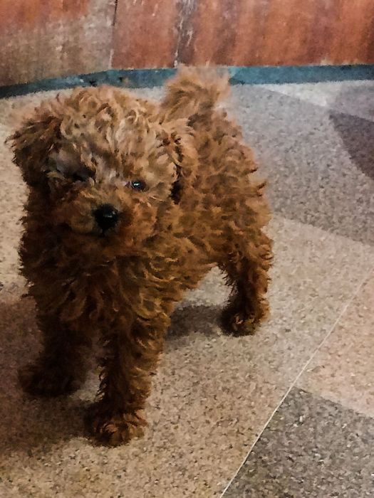 Пудел той уникално