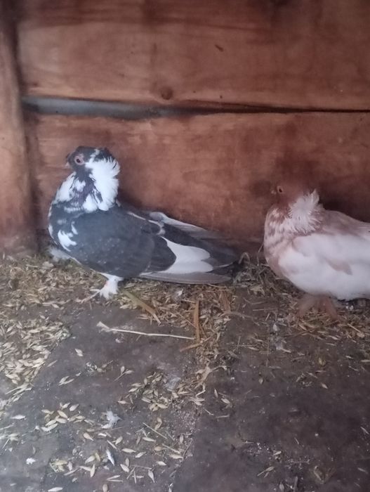 De vânzare porumbei