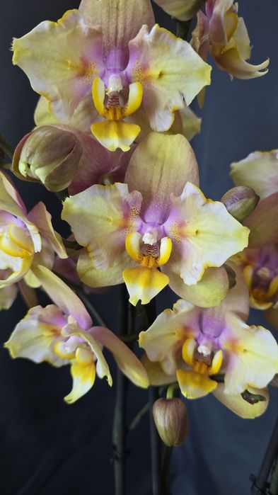 Эксклюзивная орхидея "Фонда"