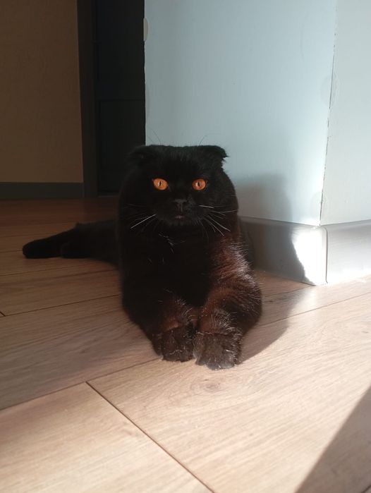 Шотландский кот для вязки