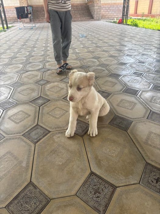 собака хорошем состояние