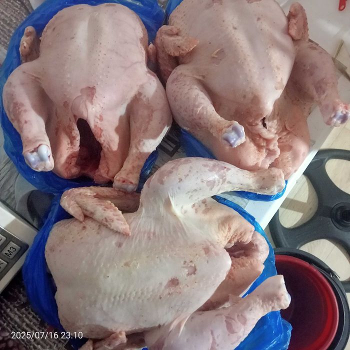 Продам бролеры домашние