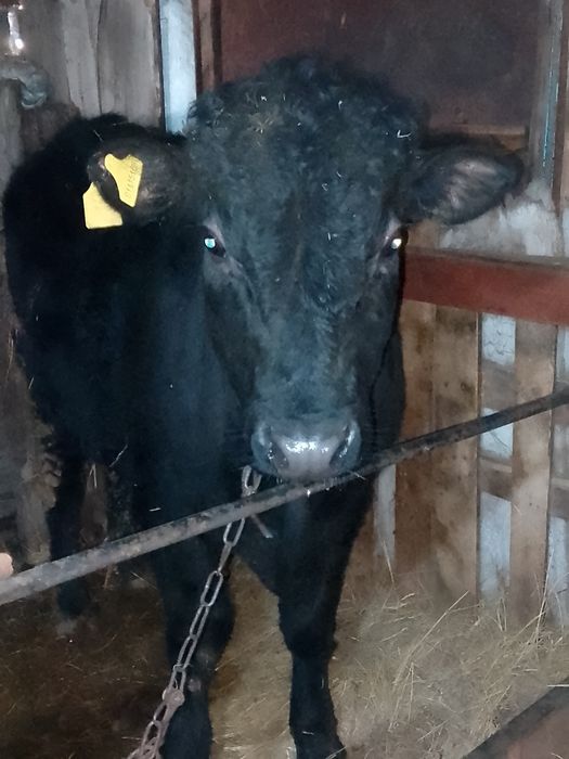 Продаётся бычок ангус