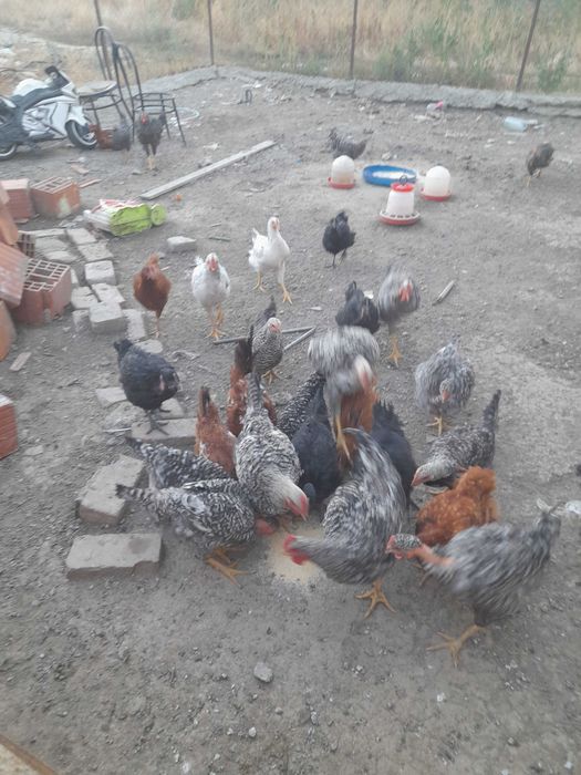 Vand pui de 7 luni