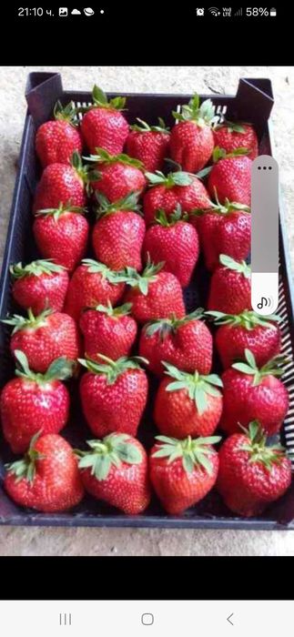 Разсад ягоди и малини