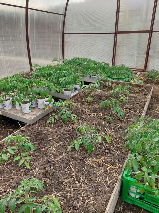 Продам рассаду помидор