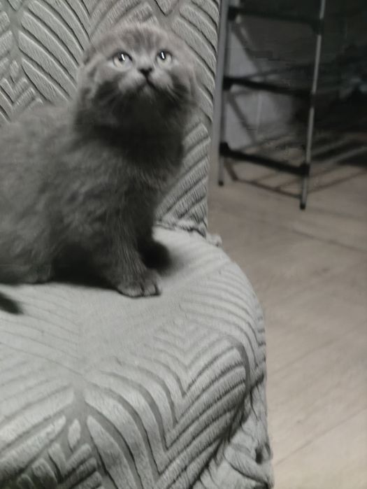 Плюшевые голубые котята