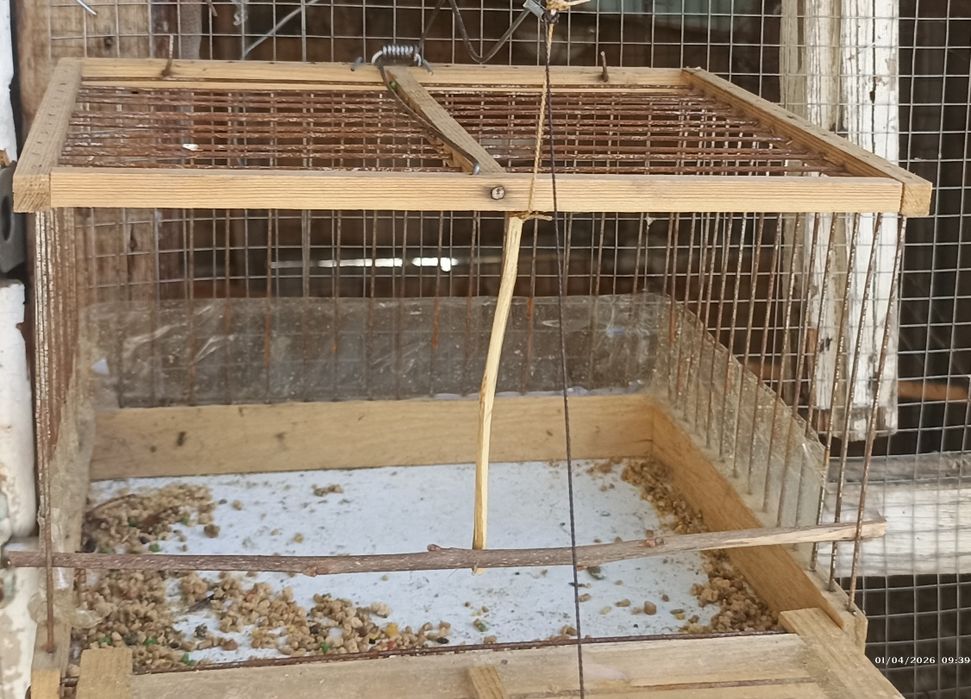 Bulbul  lavushka bor