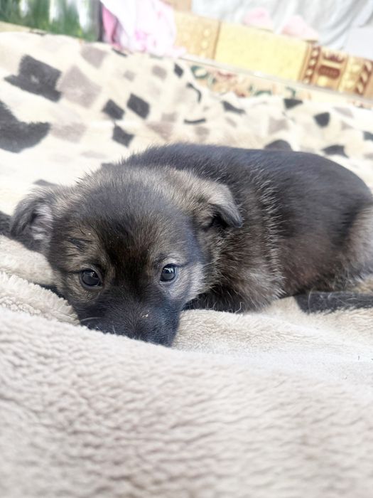 Щенята бесплатно