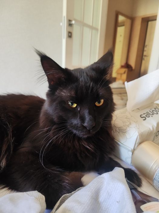 Кот Мейн-кун для вязки (полидакт)