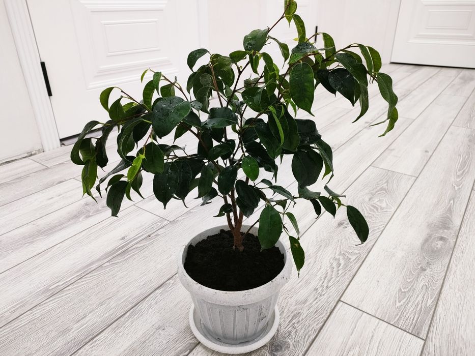 Фикус . Доставка есть