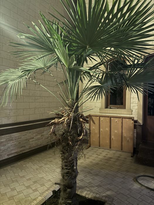 Пальма и магнолия