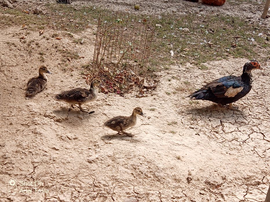 Indiutkalar va oʻrdak bor !