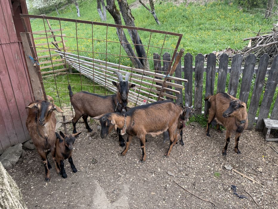 Vand capre alpine franceze cu pedigree