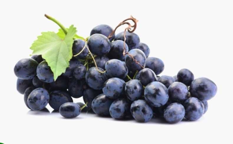 Vin de fleură neagră
