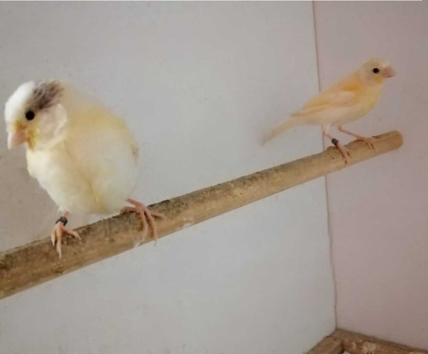 Vand canari de cantec si culoare