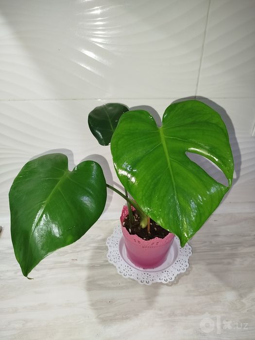 Monstera Delitsioza