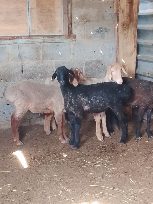 Продам молодых, курдючных овец