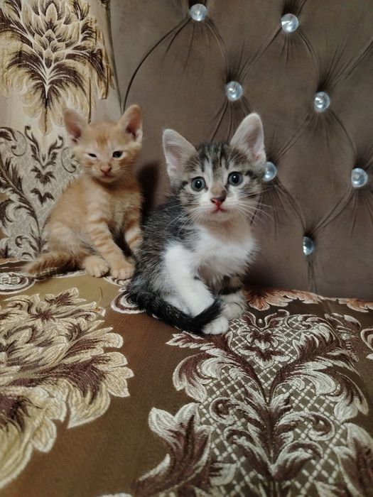 Отдам ДАРОМ замечательных котят