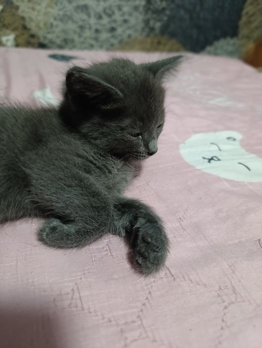 Ласковый котенок