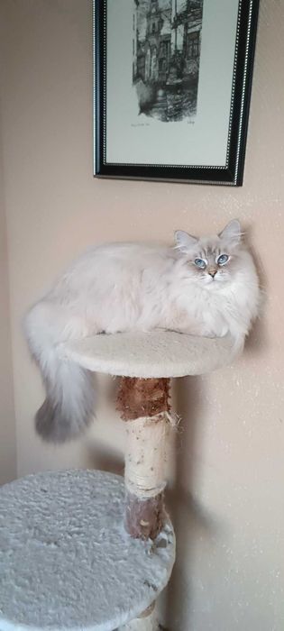 Pisici de rase Siberian cu pedigree Neva Masquerade