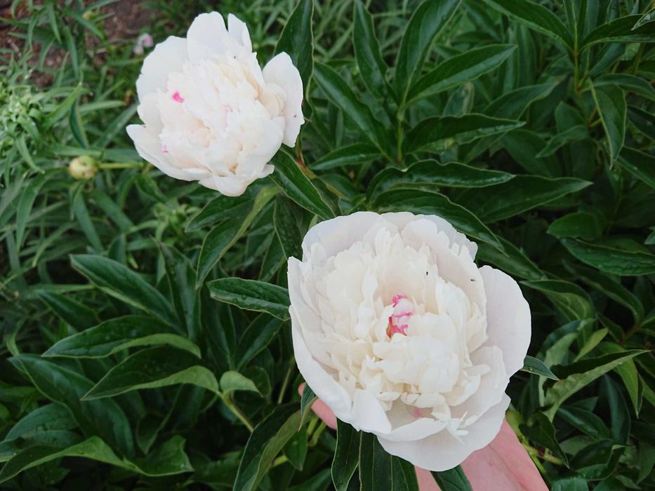 Дача в городе с баней и теплицей, 7 линия