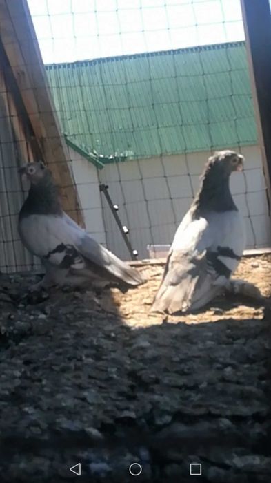 Продам готовую пару