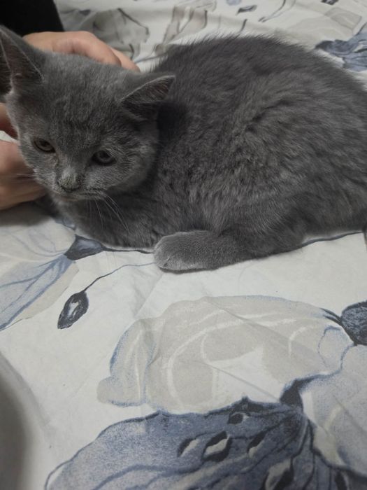 Британско коте мъжко