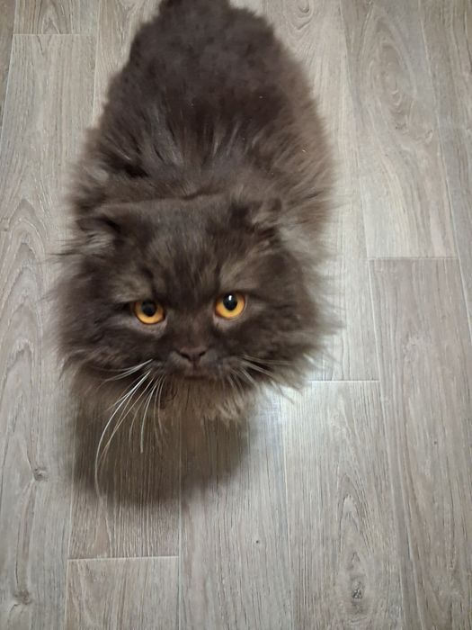 Шотландский вислоухий мальчик