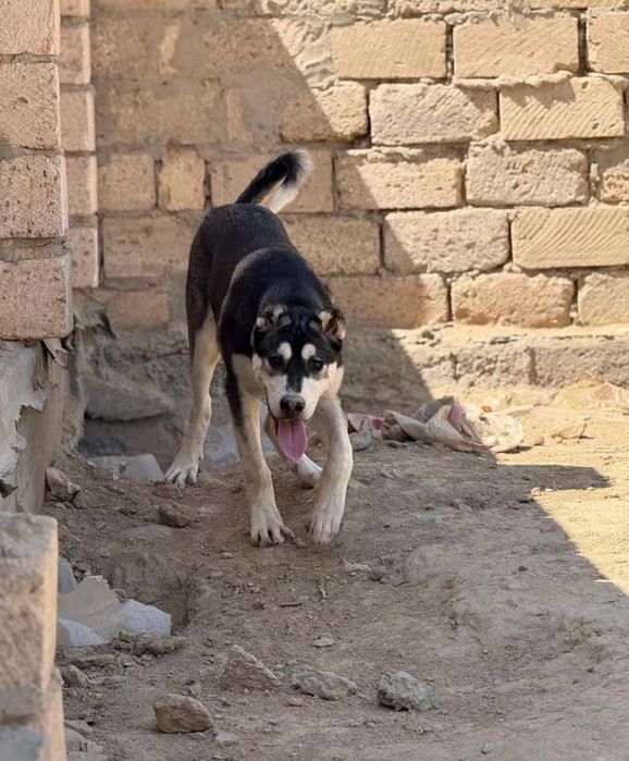 Қаранардың баласы сатылады